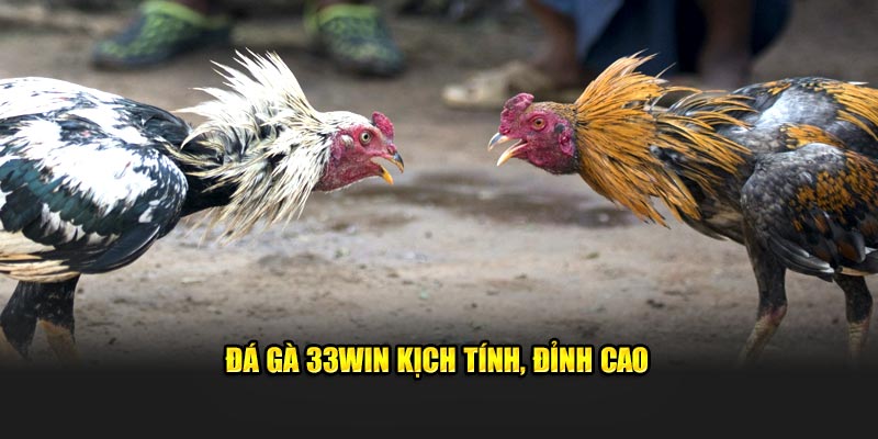 Đá gà 33Win kịch tính, đỉnh cao